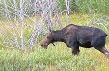 Private Full-Day Grand Teton National Park Tour with Picnic Lunch