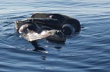 Dolphin Watching 