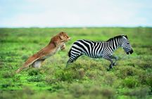 Serengeti, Ngorongoro and Manyara| 4 Days Camping Safari From Arusha