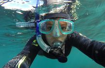 Seal Swimming Tour from Kaikoura