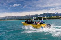 Seal Swimming Tour from Kaikoura