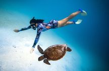 Cook Islands Semi-Private TURTLE tour 