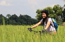 FIELDS OF GOLD Mountain Biking Tour Chiang Mai