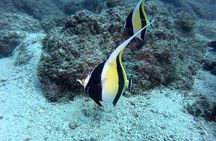 Marietas Islands National Park Excursion for Certified Divers