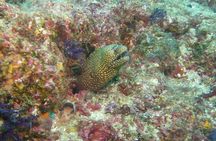 Marietas Islands National Park Excursion for Certified Divers