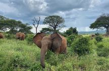 8 Days Great Wildebeest Calving Migration Safari from Arusha