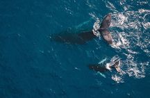 Whale Watching in Cabo San Lucas: Sightseeing Cruise and Shopping