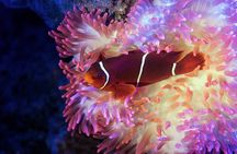 Cairns Aquarium by Twilight Tour 