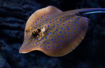 Cairns Aquarium by Twilight Tour 