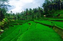 Ubud Highlights Tour ( Private All-Inclusive )