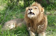 Kruger National Park Full-Day Safari from Hazyview