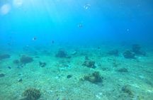 Bavarian Fiesta Snorkel Activity in Glass Bottom Boat at San Miguel de Cozumel