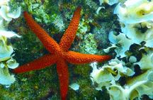 Snorkeling Adventure Trip