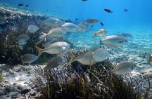 Snorkeling Adventure Trip