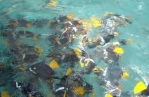 Marietas Islands Eco Discovery Snorkeling Adventure