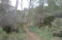 MTB guided tour in Bellver forest and Na Burguesa m.(E-MTB avai.)