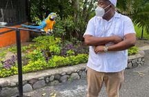 Private Konoko Falls and Blue Hole Combo Tour from Ocho Rios