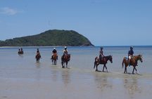 Afternoon Beach Horse Ride in Cape Tribulation