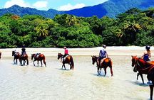 Mid-Morning Beach Horse Ride in Cape Tribulation