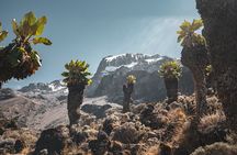 Kilimanjaro climb, Lemosho Route (6-day)