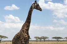 5 day safari Tarangire Serengeti and Ngorongoro crater