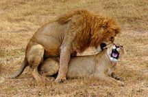 5 day safari Tarangire Serengeti and Ngorongoro crater