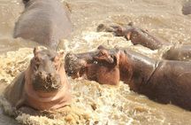 4 Day Serengeti and Ngorongoro crater