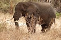 4 Day Serengeti and Ngorongoro crater