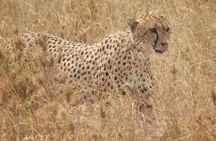 4-Day Safari from Arusha: Tarangire, Serengeti and Ngorongoro