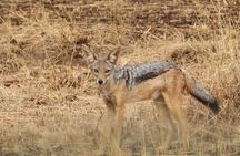 3-day safari to Serengeti National Park