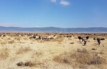 3 Day Safari from Arusha: Serengeti and Ngorongoro