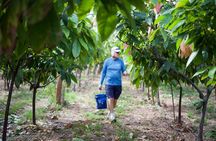Lahaina: Maui Ku'ia Estate Guided Cacao Farm Tour and Tasting