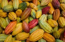 Lahaina: Maui Ku'ia Estate Guided Cacao Farm Tour and Tasting