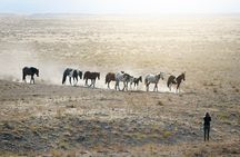 Private Wild Horse Photo Safari from Tooele