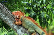Manuel Antonio National Park guided tour