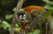 Manuel Antonio National Park guided tour