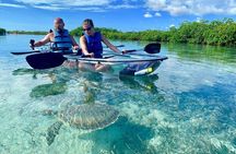 Mangrove Clear Kayak Tour