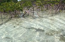 Mangrove Clear Kayak Tour