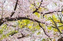 Private One Day Nikko Tour with Bilingual driver