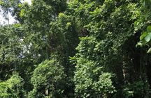 Srimangal nature tour in forest and tea garden