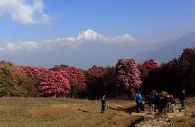Ghorepani Poonhill Trek from Kathmandu | Best Short Trek in Nepal