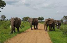 Short Safari from Dar es Salaam to Mikumi National Park - 2 Days