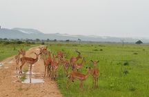 Short Safari from Dar es Salaam to Mikumi National Park - 2 Days