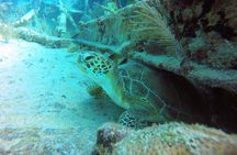 Try Scuba Diving in Key Largo — Small Group, Max 4 Students