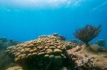 Private snorkel with 2 stops in Aruba - Eco-friendly!