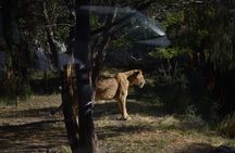 Africam safari (private tour)
