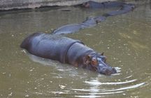 Africam safari (private tour)