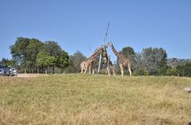 Africam safari (private tour)