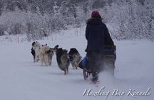 Dog Sled Adventure