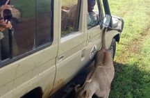  4 Days Big 5 Tour & Cultural Experience